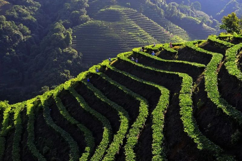 探讨云南茶叶产业的高质量发展及未来趋势