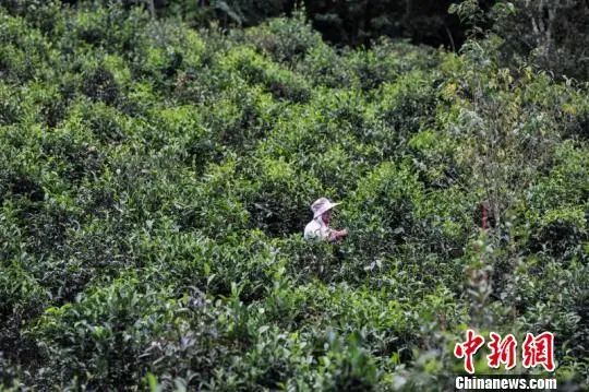 探讨云南茶叶产业的高质量发展及未来趋势
