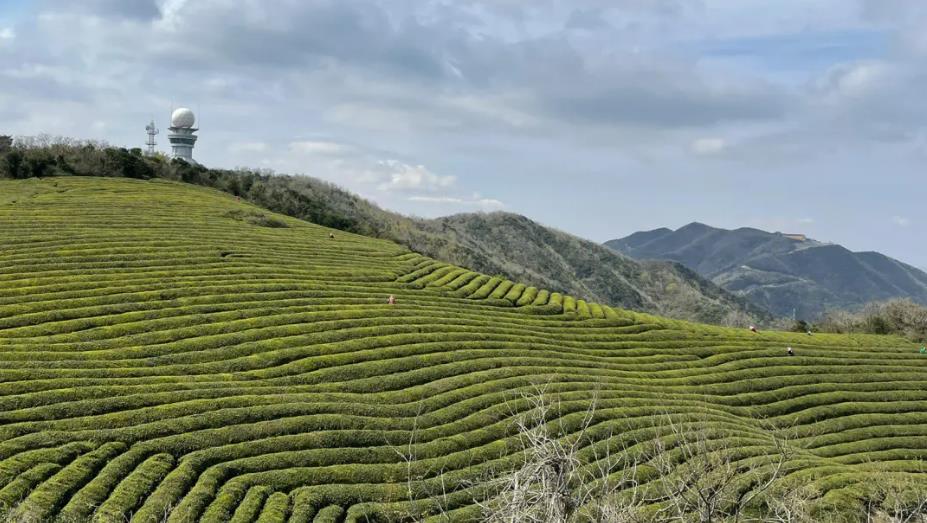 鞍山茶农与茶商的能力互补：提高茶叶品质，打造品牌，实现利益联盟