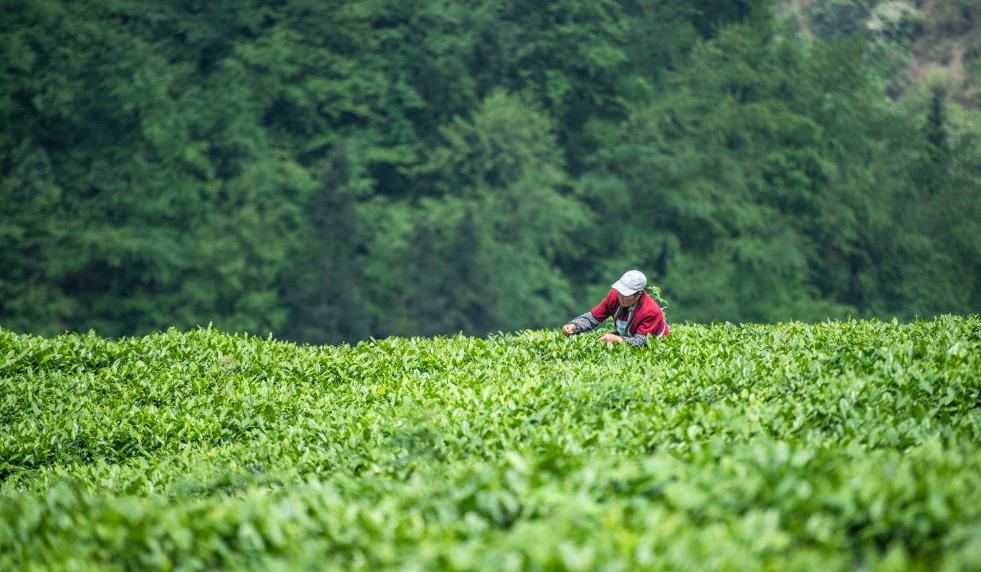 西安茶商作为保障茶叶品质的关键链接