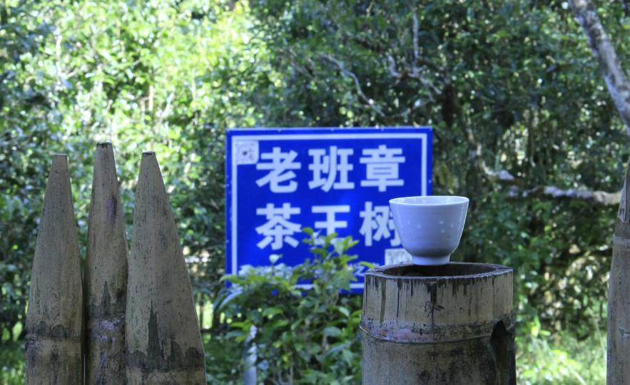 重庆探究普洱茶烟味：品质之标准？