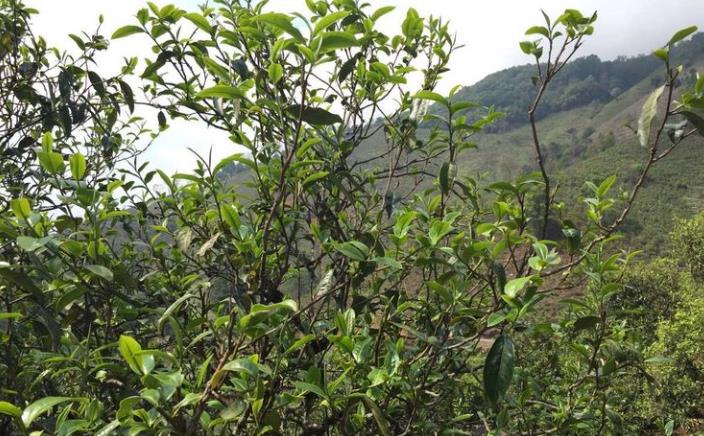 徐州如何区分生熟普洱茶？普洱茶生熟之争一文看这里