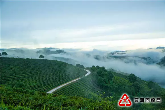 徐州大益普洱茶高端技术与工艺创新的代表和