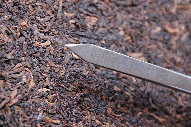 回收普洱茶环保生活从每一杯开始