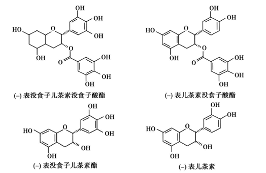 表儿茶素
