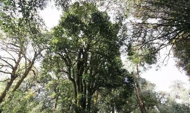 如何喝普洱茶才更健康？