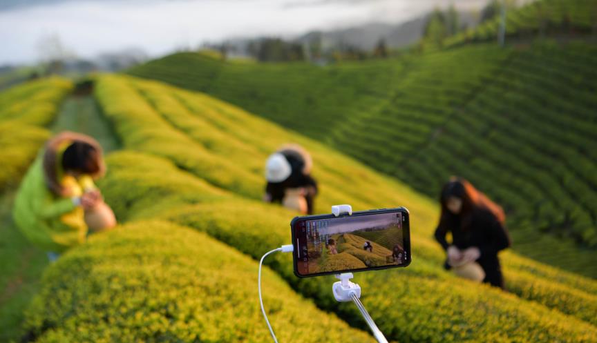 普洱茶回收时的 “叶底观察”：从叶片完整度看茶品品质与回收价