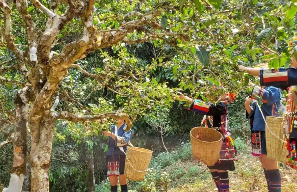 让你爱上大益普洱 车厘子茶企——回收大益普洱茶