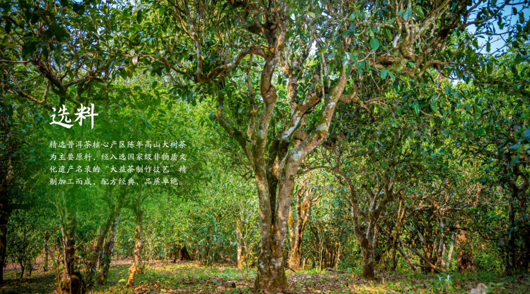 大益新品普洱茶国粹