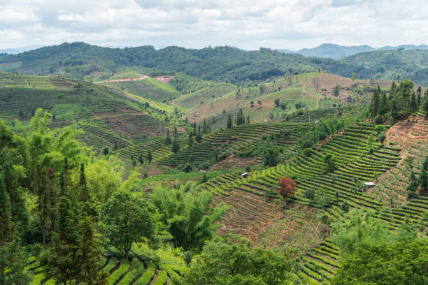 大益茶回收价格表最新图片高清